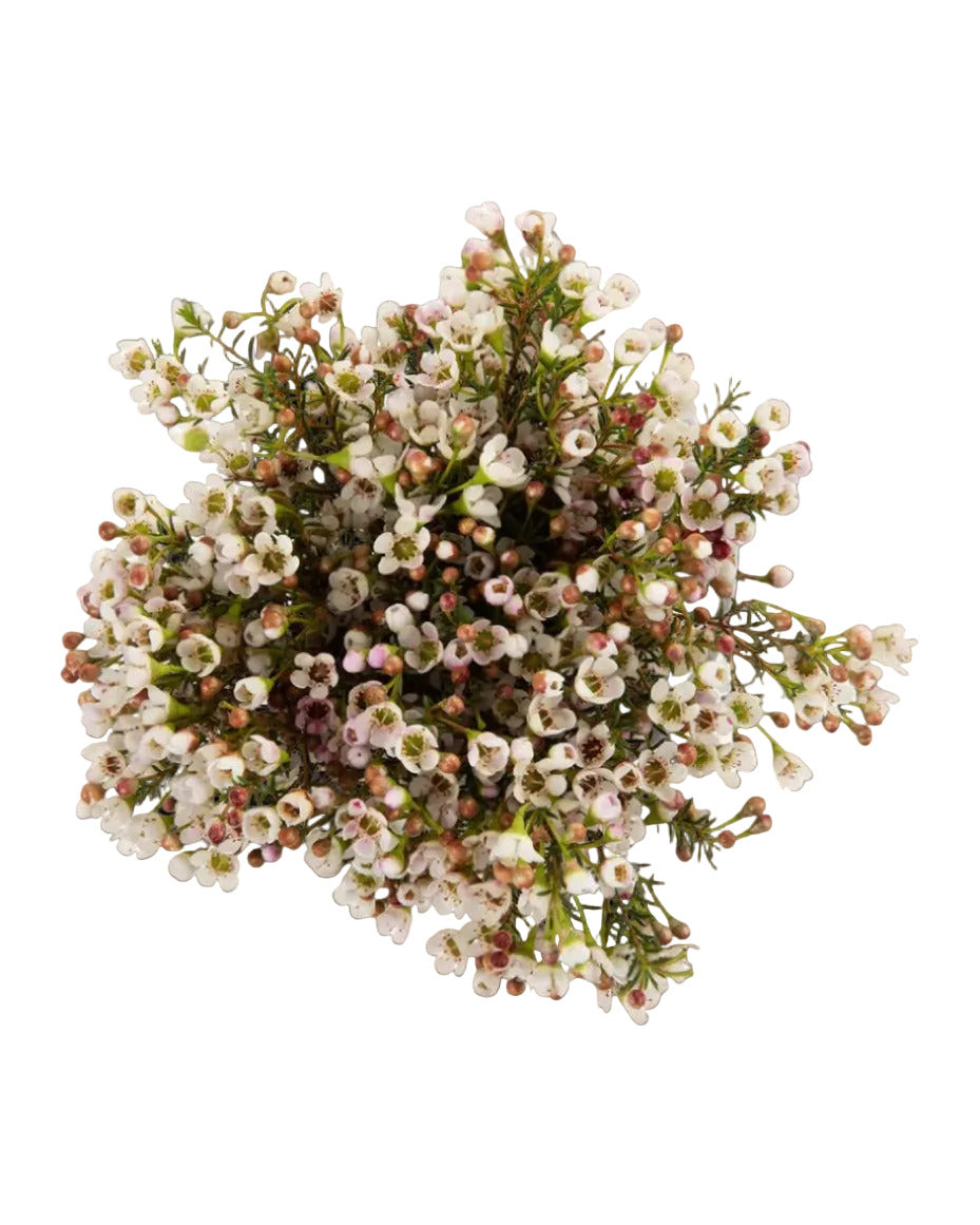 Fresh Flowers