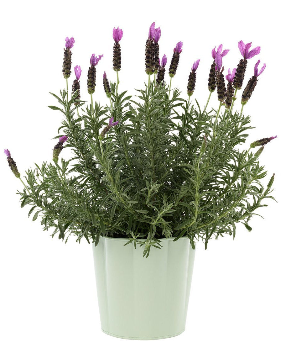 Lavender Plant in Mint Pot