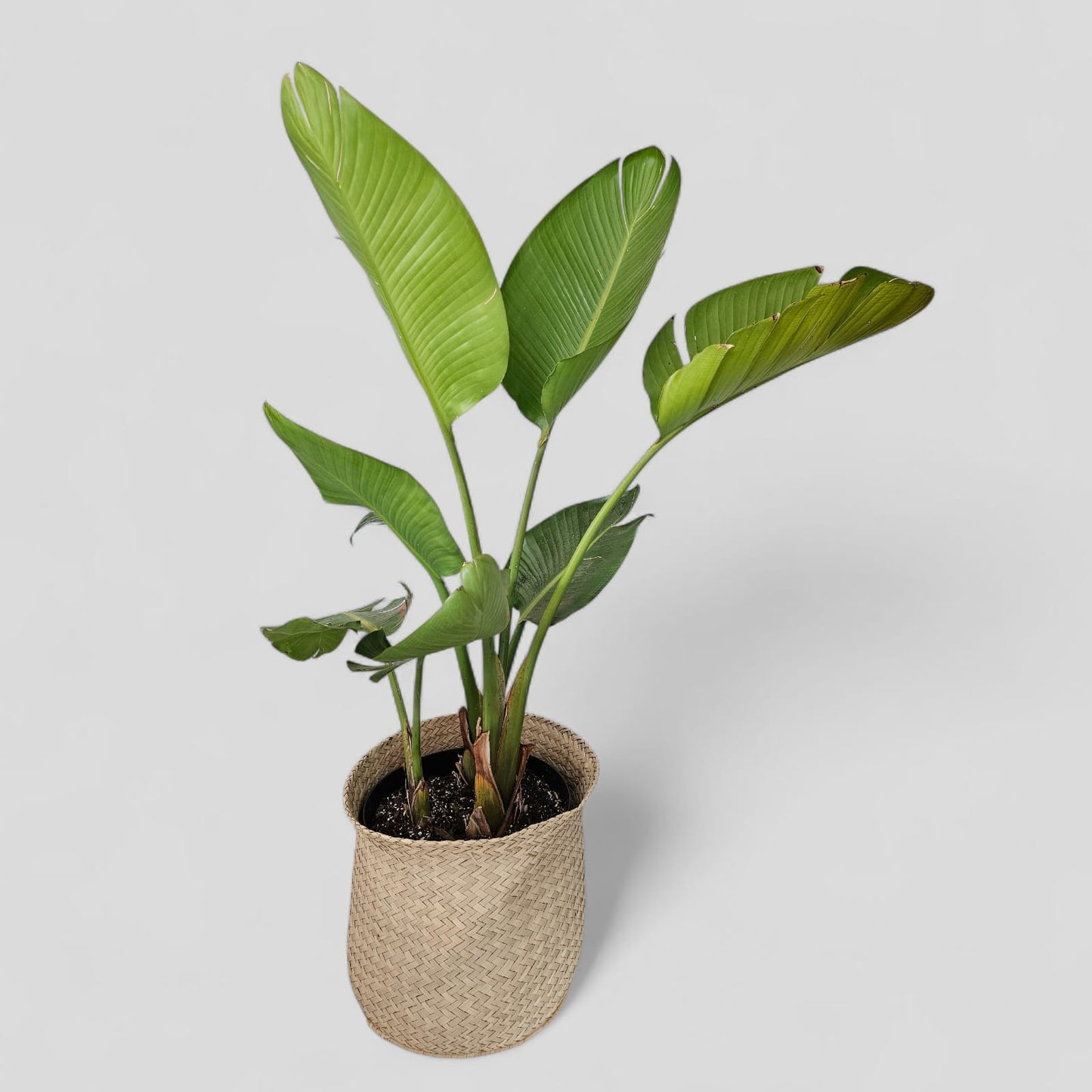 Strelitzia Plant in Woven Basket – Event Hire