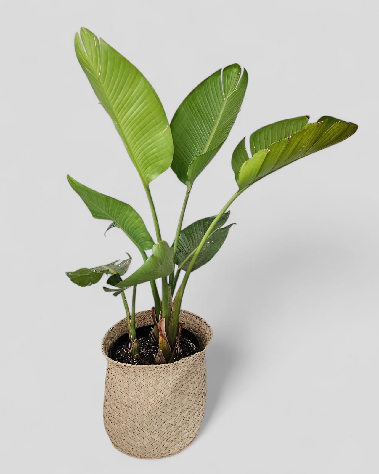 Strelitzia Plant in Woven Basket – Event Hire