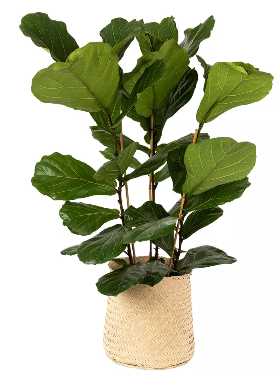 Plants