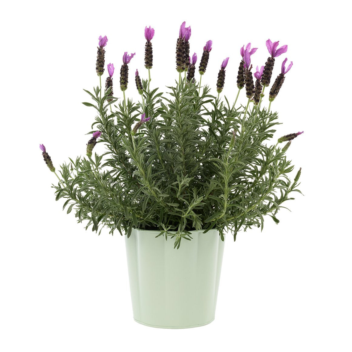 Lavender Plant in Mint Pot - FOR HIRE