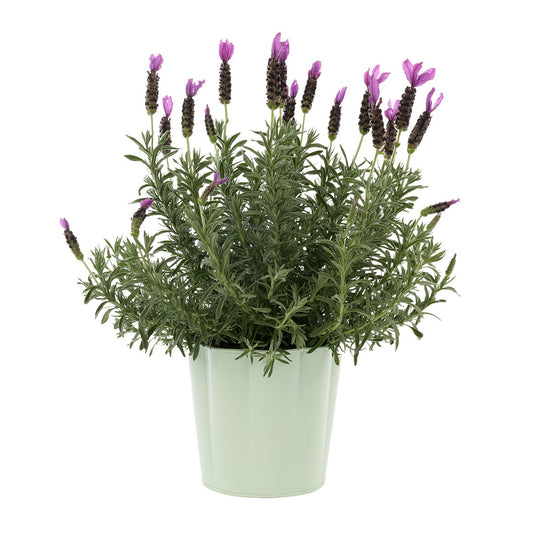 Lavender Plant in Mint Pot - FOR HIRE