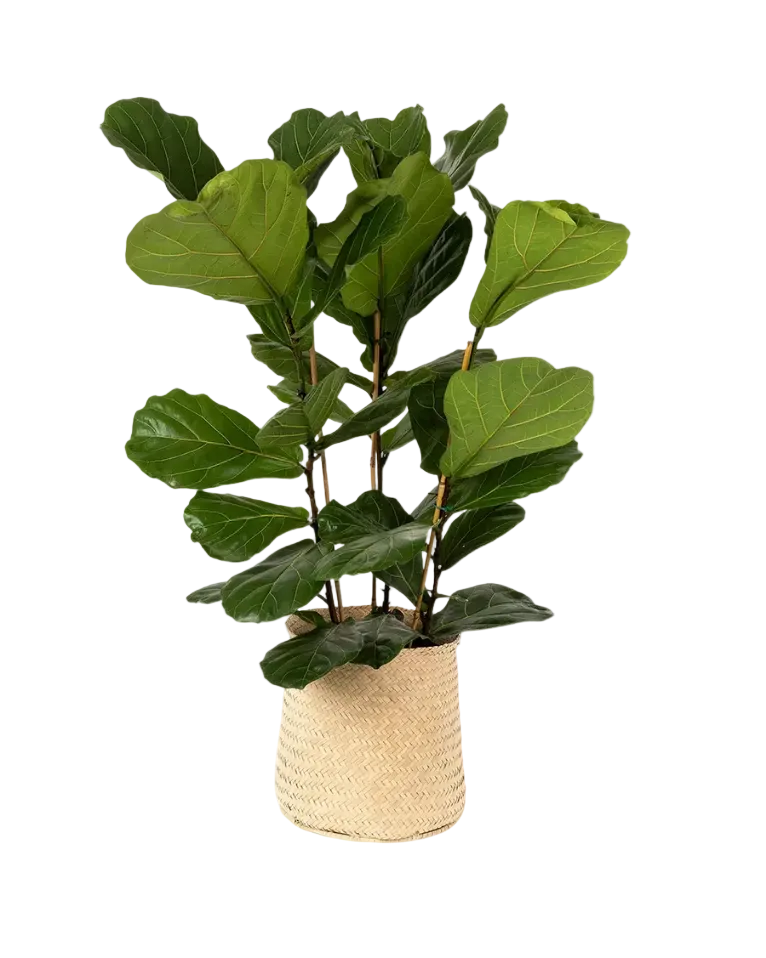 Medium Fig Tree in Basket
